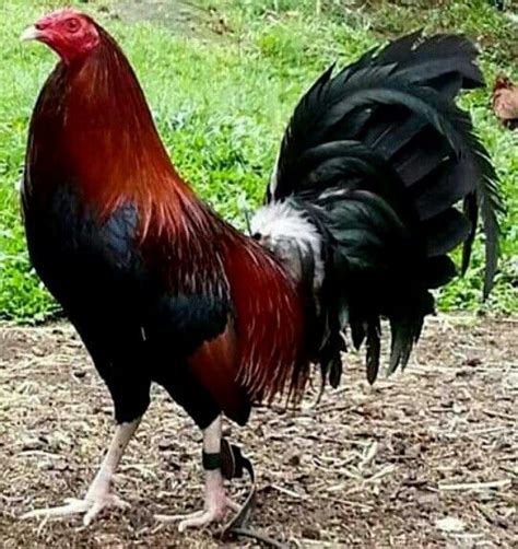 While they are not as well known as some of the other Gamefowl breeds, they are becoming more popular in recent years. . Best cross for claret gamefowl